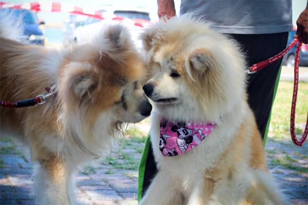 秋田犬サムネイル