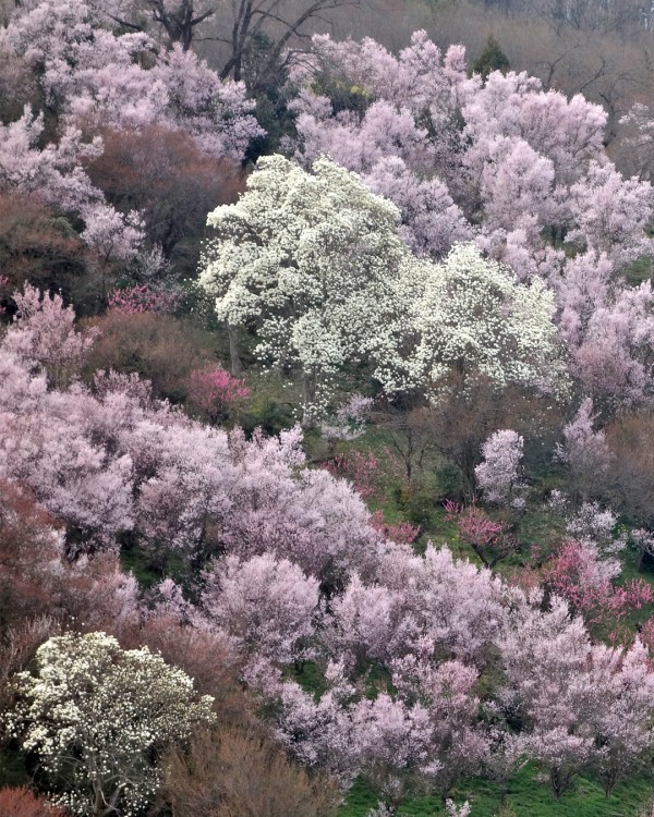 花見山サムネイル